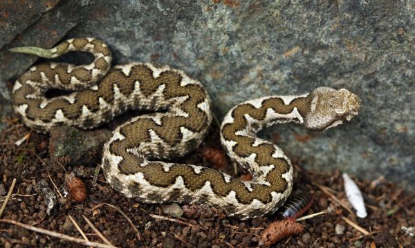 «Το δάγκωμα της οχιάς» : Έλληνας Βιολόγος καταρρίπτει μύθους για τα φίδια και τις «μαύρες χήρες»