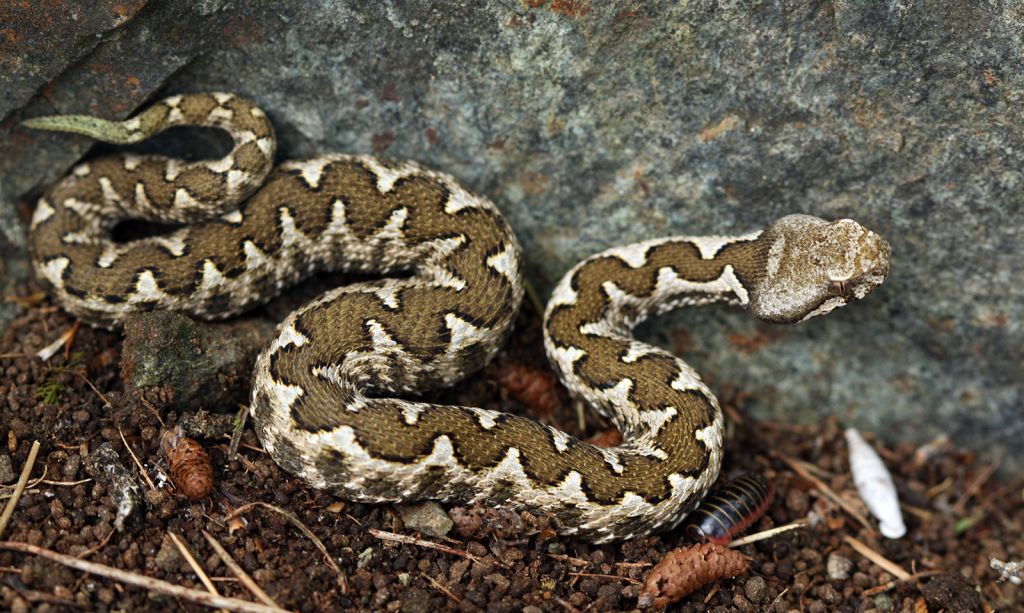 «Το δάγκωμα της οχιάς» : Έλληνας Βιολόγος καταρρίπτει μύθους για τα φίδια και τις «μαύρες χήρες»