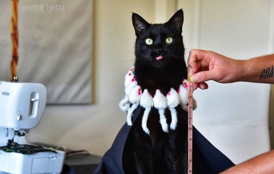 Γάτα… top model εντυπωσιάζει με τις πασαρέλες της φορώντας τα πιο απίστευτα outfit [Βίντεο]