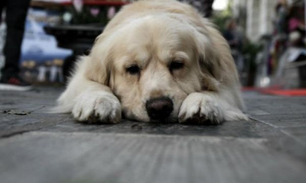 Αγρίνιο : Σκύλος βρέθηκε κρεμασμένος – Δικογραφία κατά του δράστη