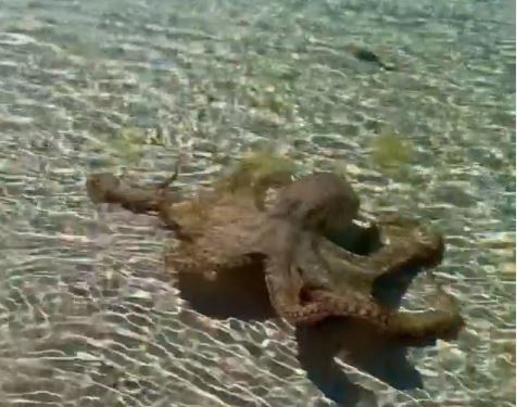 Αυστραλία : Tουρίστας σε παραλία δέχτηκε επίθεση από το πιο «θυμωμένο χταπόδι»