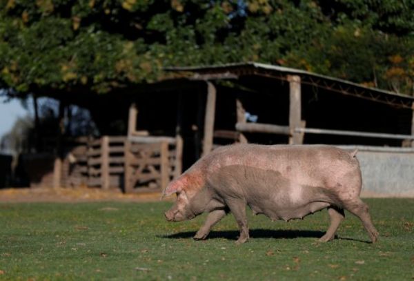 Επιχείρησε να βιάσει την ανιψιά του και το πλήρωσε: Του έκοψαν το πέος και… το έδωσαν στα γουρούνια
