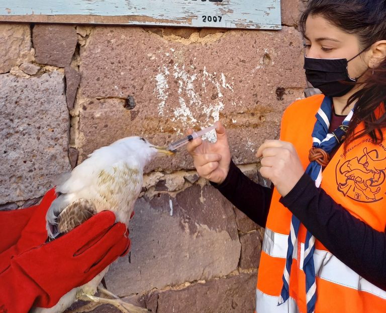 Η διάσωση ενός ασημόγλαρου από την Προσκοπική Ομάδα Διάσωσης Άγριας Ζωής της Λέσβου