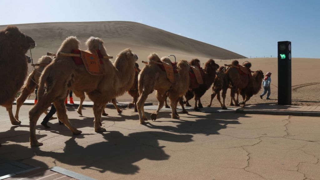 Στην Κίνα έβαλαν φανάρι για… καμήλες – Το πρώτο στον κόσμο