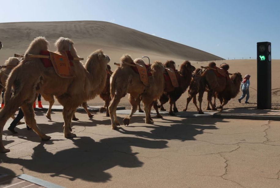 Στην Κίνα έβαλαν φανάρι για... καμήλες - Το πρώτο στον κόσμο