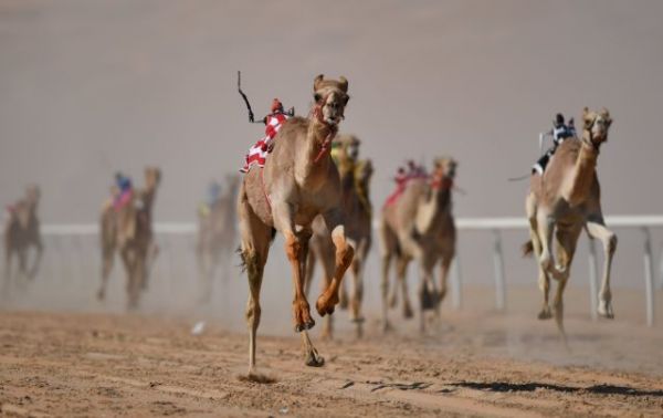Στην Κίνα έβαλαν φανάρι για… καμήλες – Το πρώτο στον κόσμο