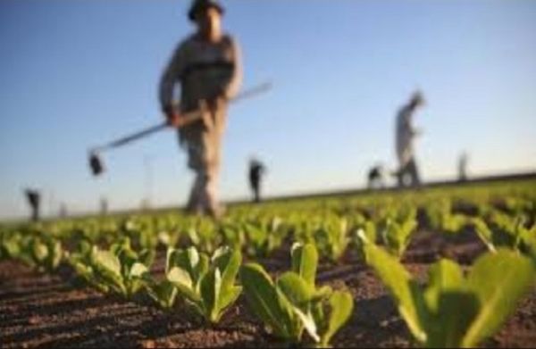 Μικροκαλλιεργητές : Ποιες εκμεταλλεύσεις τροφοδοτούν τον κόσμο