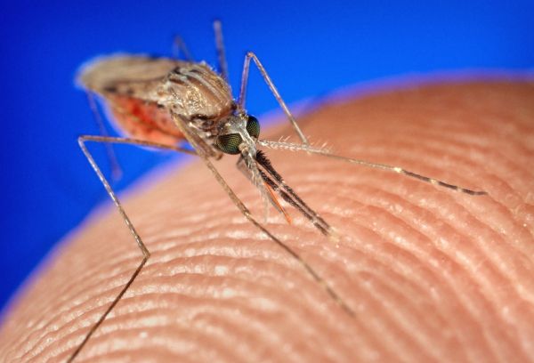 Γενετικά τροποποιημένα κουνούπια ίσως μας απαλλάξουν από την ελονοσία