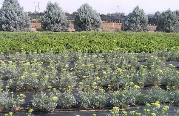 Συνδεδεμένες ενισχύσεις : Ξεκινά επανέλεγχος όλων των αγροτεμαχίων