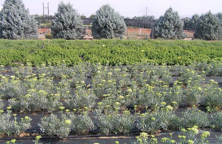 Συνδεδεμένες ενισχύσεις : Ξεκινά επανέλεγχος όλων των αγροτεμαχίων