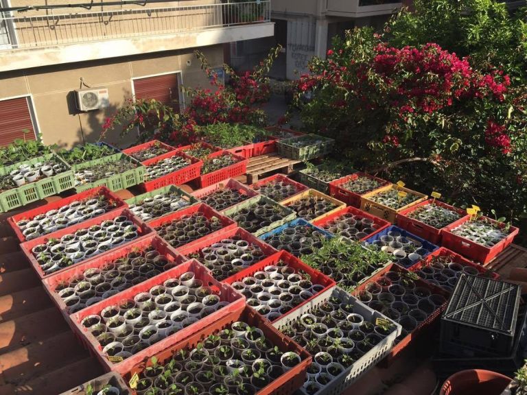 Παραδοσιακοί σπόροι : Σε μια μονοκατοικία των Πετραλώνων μια ομάδα προσπαθεί να διατηρήσει την ελληνική βιοποικιλότητα