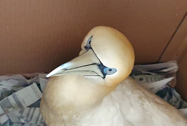 Σούλα: Το μεγαλύτερο θαλασσοπούλι της Ευρώπης βρέθηκε τραυματισμένο στην Ελλάδα