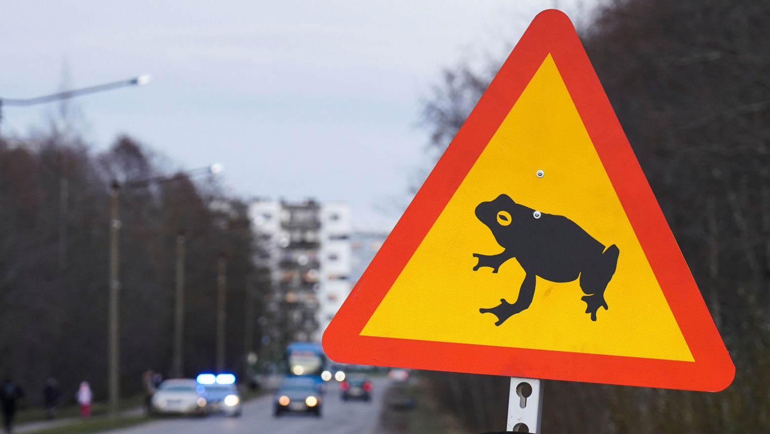 Ερωτοχτυπημένα βατράχια αποκτούν προτεραιότητα σε κεντρικό δρόμο της Εσθονίας
