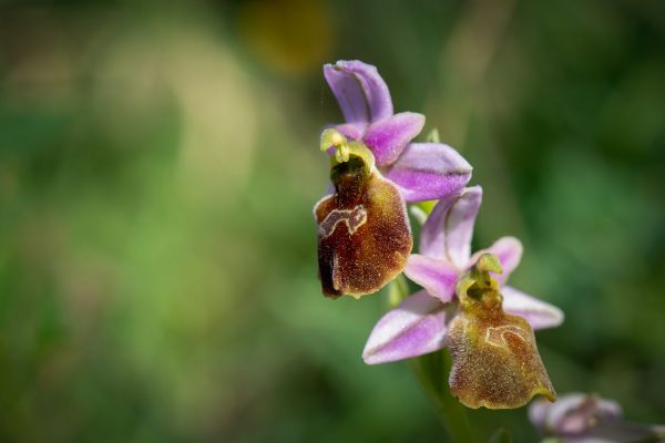 Πώς το απολιθωμένο δάσος της Λέσβου έγινε καταφύγιο σπάνιων ορχιδέων