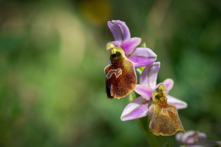 Πώς το απολιθωμένο δάσος της Λέσβου έγινε καταφύγιο σπάνιων ορχιδέων