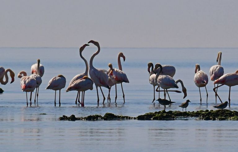 Δεκάδες φλαμίνγκο ομόρφυναν τον υγρότοπο του Ναυπλίου – Υπέροχο θέαμα