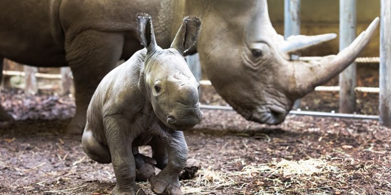 Ολλανδία : Ρινοκεράκι γεννήθηκε την Κυριακή του Πάσχα των καθολικών σε ζωολογικό κήπο