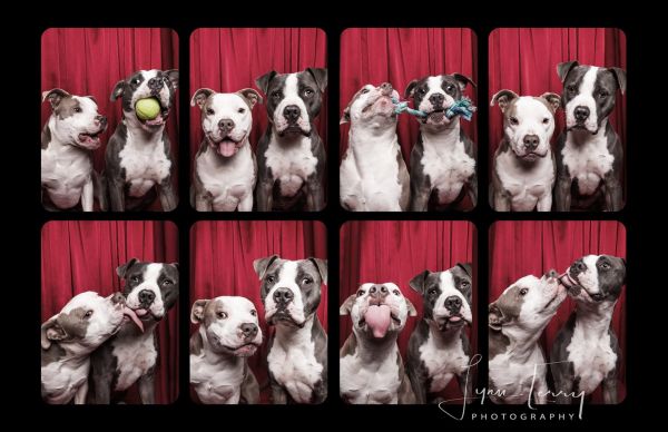 Φωτογράφος βάζει τα σκυλιά σε φωτογραφικό θάλαμο και συλλαμβάνει τις αντιδράσεις τους