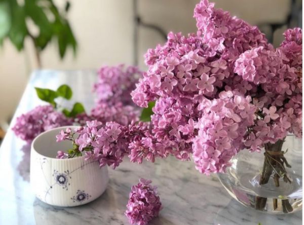 Πασχαλιές: Πως τα φυτά συνδέονται με την γέννηση του Ιησού