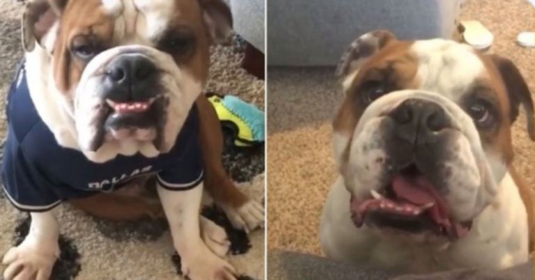 Έμαθε ισπανικά για να μπορεί να συνεννοείται με τον σκύλο του