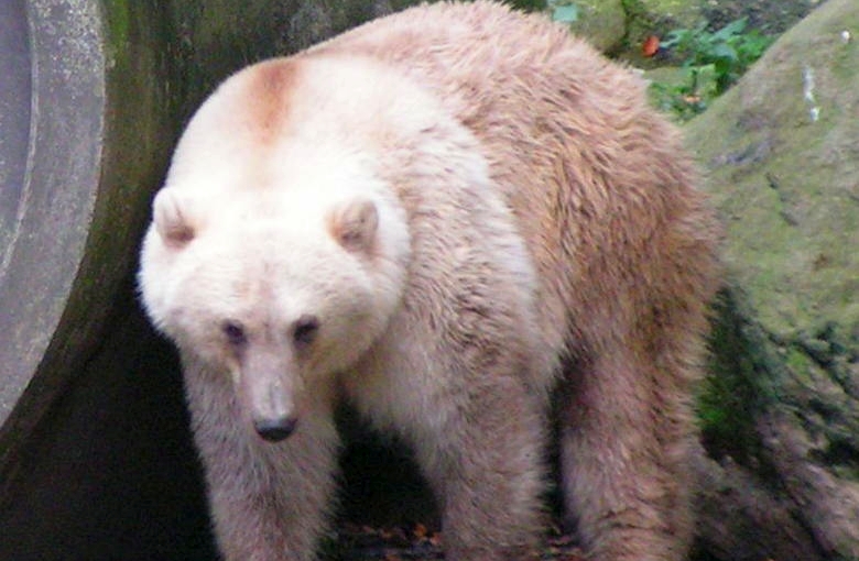Παράξενα υβρίδια πολικής και καφέ αρκούδας εξαπλώνονται λόγω κλιματικής αλλαγής