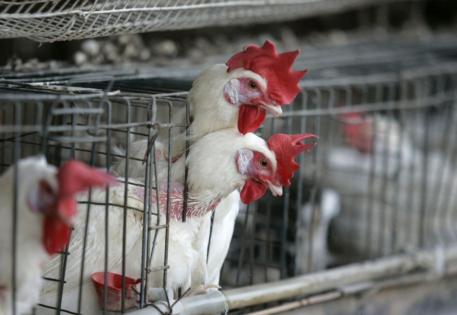 Τέλος στην εκτροφή ζώων σε κλουβιά ζητά έκθεση για λογαριασμό της ΕΕ