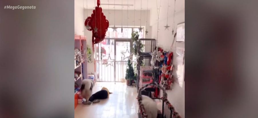 Κίνα: Σκύλος καλεί σε βοήθεια όταν γυναίκα λιποθυμά μέσα σε κατάστημα