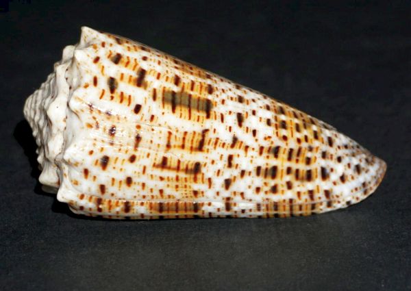 Μοιραία έλξη: Φονικό μαλάκιο ερεθίζει σεξουαλικά τα θύματά του