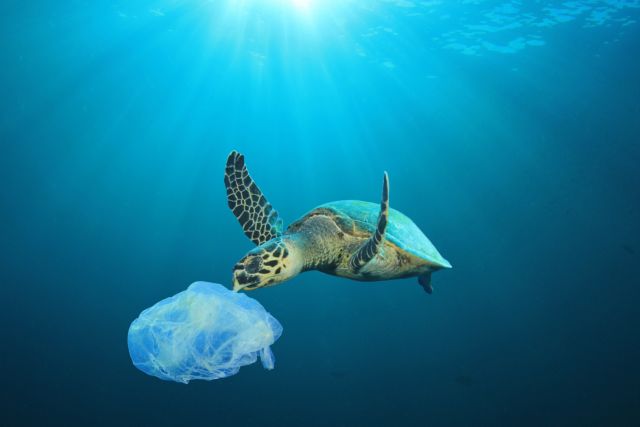 ΑΡΧΕΛΩΝ : Περισσότερες από 700 οι νεκρές θαλάσσιες χελώνες το 2020 στη χώρα μας