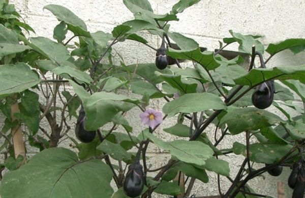 Ρυτίδωση της μελιτζάνας – Πως θα περιοριστούν οι απώλειες στις καλλιέργειες