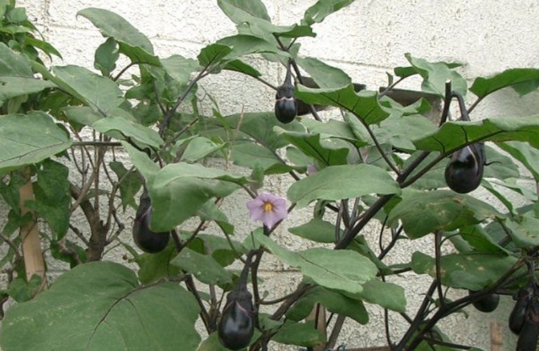 Ρυτίδωση της μελιτζάνας – Πως θα περιοριστούν οι απώλειες στις καλλιέργειες