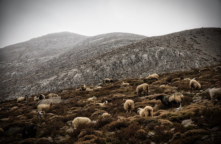 «Πράσινο» φως για τη λειτουργία της Κτηνοτροφικής Σχολής Βλάστης