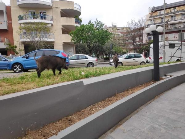 Απίστευτες εικόνες : Αγριογούρουνα περιφέρονται και στο κέντρο της Θεσσαλονίκης
