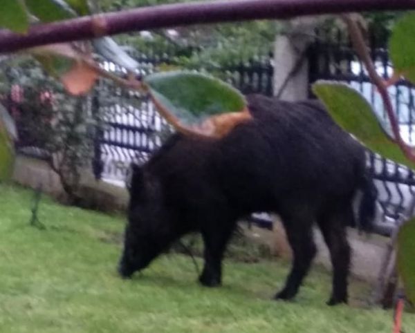 Θεσσαλονίκη: Αγριογούρουνο βγήκε… βόλτα στην Κάτω Τούμπα