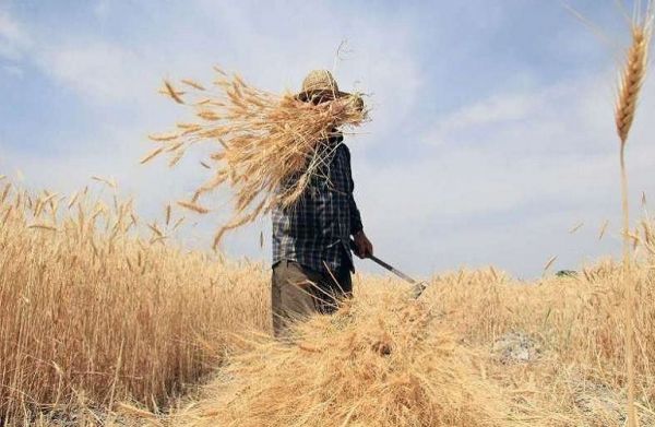 Γεωργικό εισόδημα: Ποια είναι η αξία της γεωργικής παραγωγής