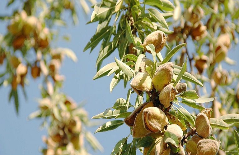 Ευρύτομο Αμυγδαλιάς-Πώς να το αντιμετωπίσετε
