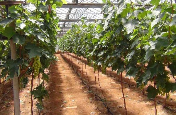 Αμπέλι: Συστάσεις για περονόσπορο, ωίδιο, βοτρύτης, ευδεμίδα