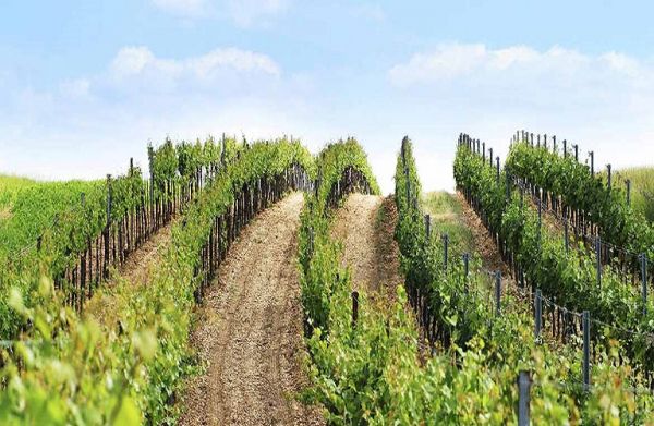 Αμπελοκαλλιέργεια : Ποια είναι η εξέλιξη της παγκόσμιας έκτασης αμπελώνων