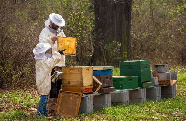 Ηλεκτρονικό Μελισσοκομικό Μητρώο : Όλα όσα πρέπει να γνωρίζετε