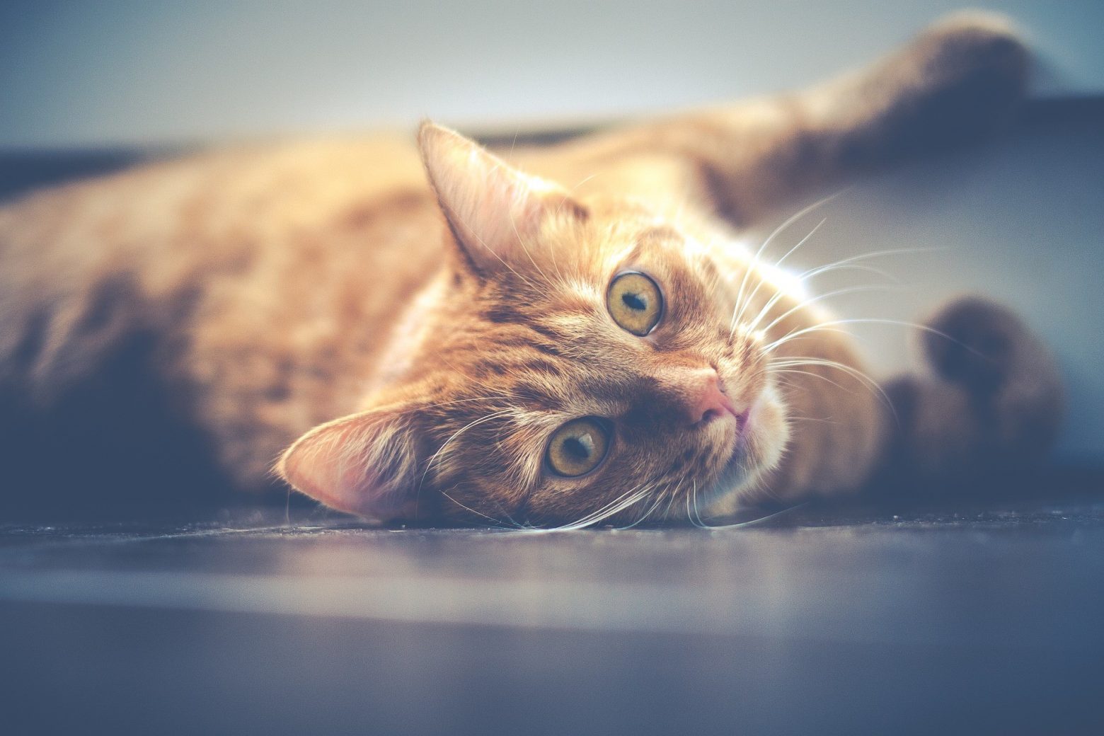 Ερευνα: Οι γάτες μπορούν να κολλήσουν κοροναϊό από τους ανθρώπους