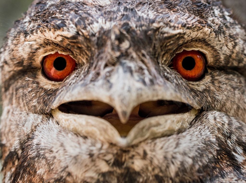 Η επιστήμη μίλησε: Αυτό είναι το πιο φωτογενές… πτηνό – Μοιάζει μονίμως θυμωμένο