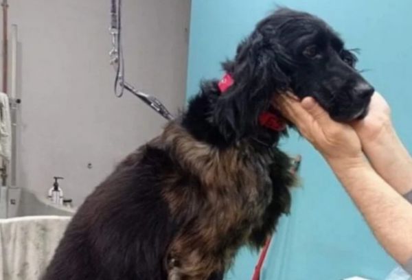 Κτηνωδία στην Πάτρα: Βασάνισαν άγρια σκύλο – Πώς έσωσαν οι αστυνομικοί το κακοποιημένο ζώο