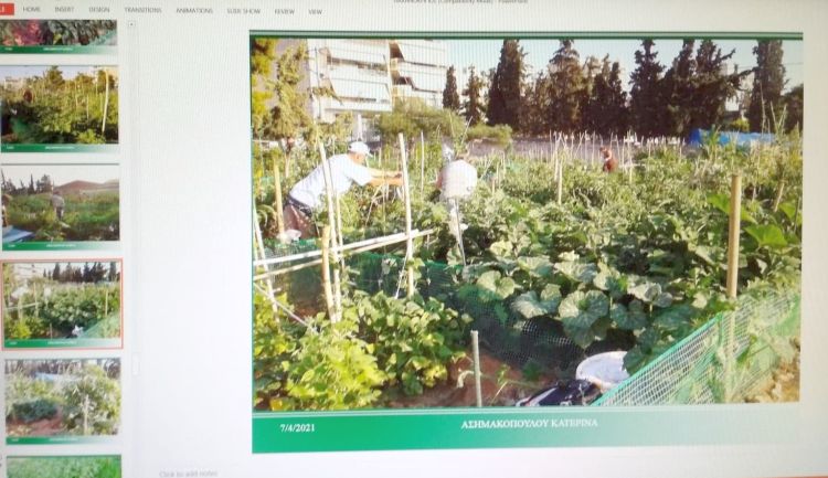 Δήμος Αγίου Δημητρίου : Οι δημοτικοί λαχανόκηποι ως εναλλακτική πρόταση