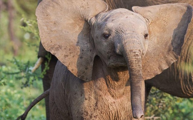 Ινδία: Ένα ελεφαντάκι έπεσε σε πηγάδι και σώθηκε από τις αρχές