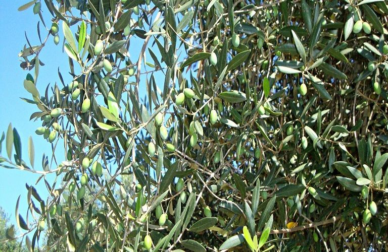 Κυκλοκόνιο Ελιάς- Πώς να το αντιμετωπίσετε