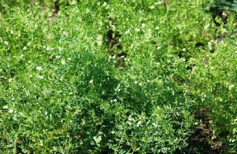 Φακές : Μηκητολογικές ασθένειες και εχθροί – Συστάσεις