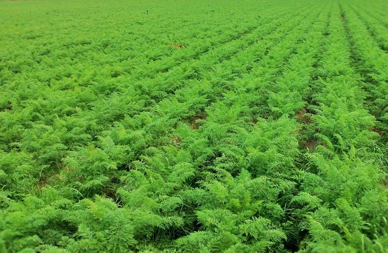 Φακές : Περονόσπορος και Θρίπας – Πώς αντιμετωπίζονται