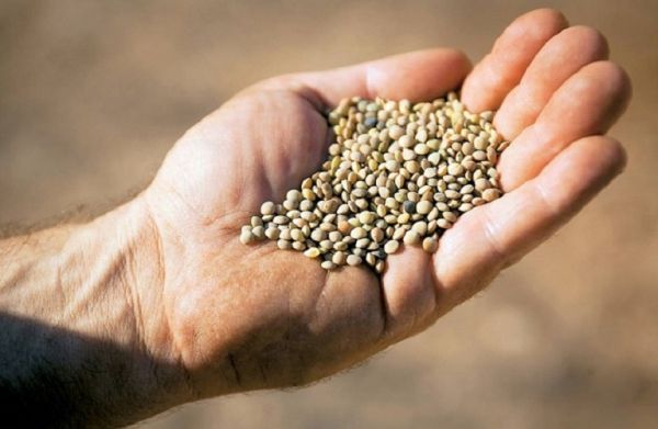 Όσπρια : Ωφέλιμα και για το περιβάλλον