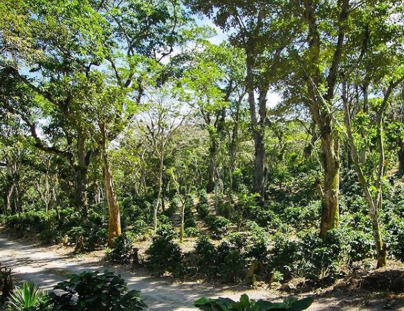 Τρομακτικά στοιχεία: Ο Αμαζόνιος εξέπεμψε περισσότερο διοξείδιο του άνθρακα από όσο απορρόφησε