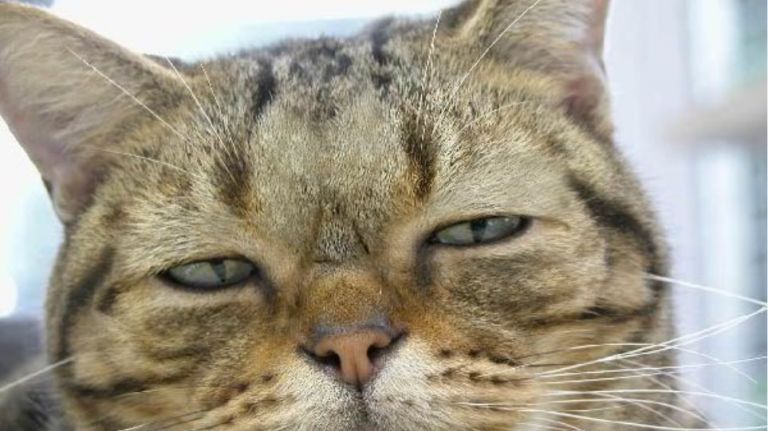 Παναμάς : Γάτος – βαποράκι «συνελήφθη» έξω από φυλακή